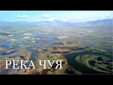 Видео: Разливы реки Чуи у села Ортолык. Село Бельтир. Алтай