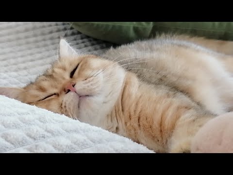 Видео: MUSIC for a child's sleep.🔥ТНЕ cat charms.⭐МУЗИКА ДЛЯ СНУ ДиТиНи 💖кицині чари.