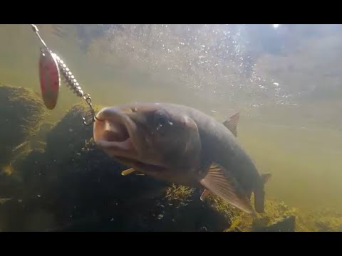 Видео: НАРВАЛИСЬ НА ЦЕЛУЮ СТАЙКУ ЛЕНКА НА ТАЕЖНОМ РУЧЬЕ!!! Рыбалка на таежных реках Ленок, Таймень, Хариус