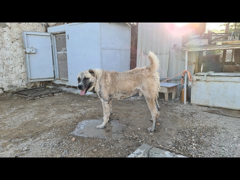 Видео: Кēр Жив!