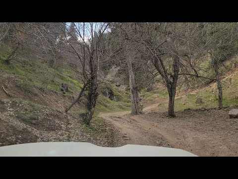 Видео: Лашкерек это почти ЛЕС!