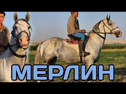 Видео: далили бар МЕРЛИН