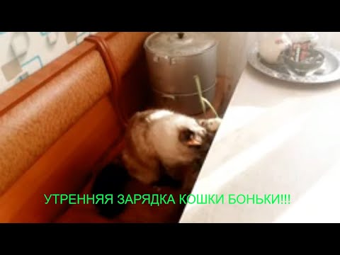 Видео: Утренняя зарядка сиамской КОШКИ Боньки! ПЕТУНИИ в вазочке, это красиво!