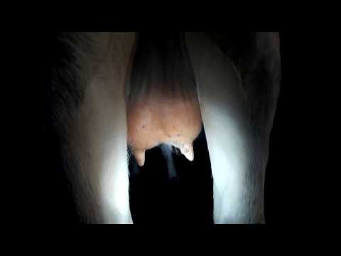 Видео: Папилломы на вымени Результат лечения чистотелом