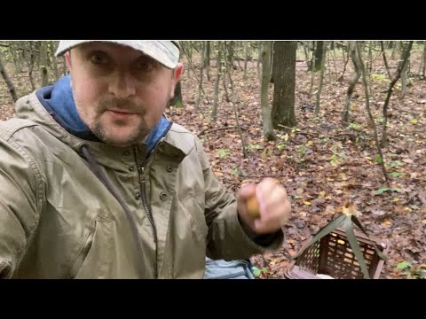 Видео: Продовження пошуків та збір Осіннього гриба в Прикарпатському лісі..ще одними грибами порадувались