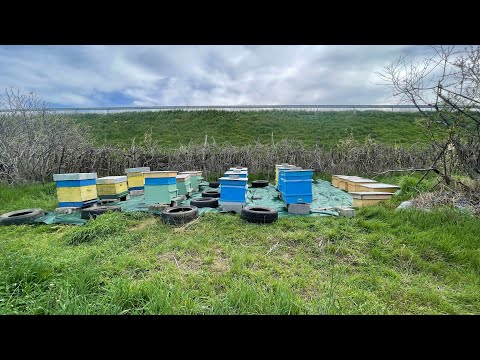 Видео: ЗАКУПИХ ОЩЕ ПЧЕЛНИ СЕМЕЙСТВА