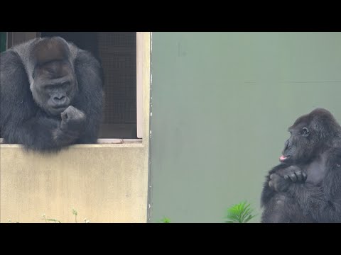 Видео: Шабани переживает за мать-гориллу, которую избил ее сын-горилла