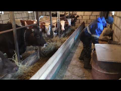 Видео: Рацион кормления быков в 1 год 3 месяца