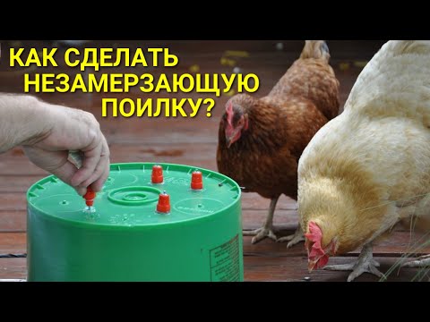 Видео: Как сделать многодневную незамерзающую поилку в курятнике