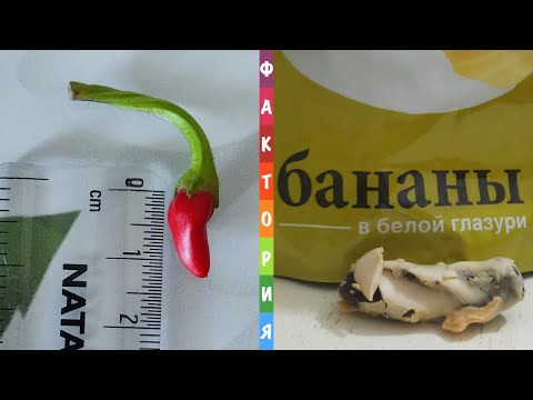 Видео: Фото подписчиков Фактории (77 часть)