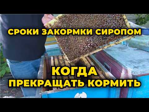 Видео: Сколько кормить пчел сахарным сиропом осенью для хорошей зимовки.