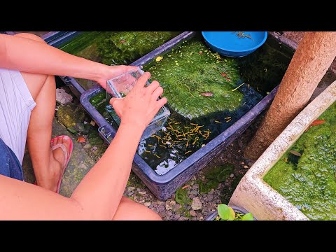 Видео: СБОР ОГРОМНОГО УРОЖАЯ золотых гуппи, гуппи Дамбо Краснохвостый, гуппи Дамбо Мозаичный на моей мин...