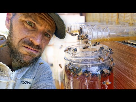 Видео: ПЧЕЛЫ НАБЕГЛИ наш сбор меда в улье Flow