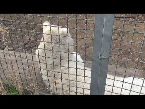 Видео: Этот белый юный тигр просто бесподобен! Парк львов Тайган ❤️ 