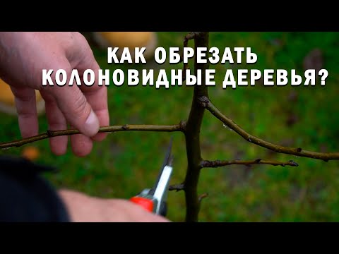 Видео: Как обрезать колоновидные деревья?