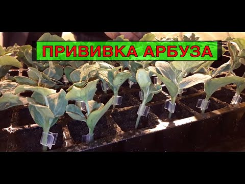 Видео: Как привить арбуз на тыкву