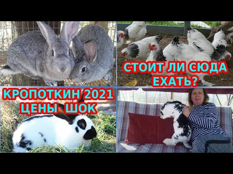 Видео: Цены на Кубани круче чем в Сибири. Птичий рынок в Кропоткине. Ярмарка 26.09.2021