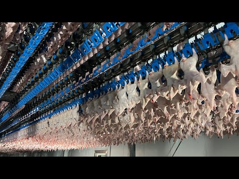 Видео: "100 000 кур в день и не только! Безумные корейские фабрики еды, которые вы должны увидеть!