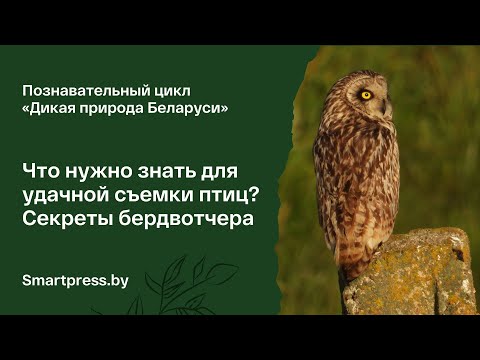 Видео: Что нужно знать для удачной съемки птиц. Секреты бердвотчера