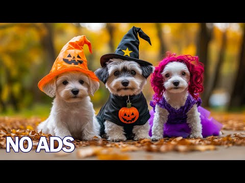 Видео: 12 Часов ТВ для Собак 🐶Музыка Против Тревоги для Собак💖Мягкая Музыка для Глубокого Сна