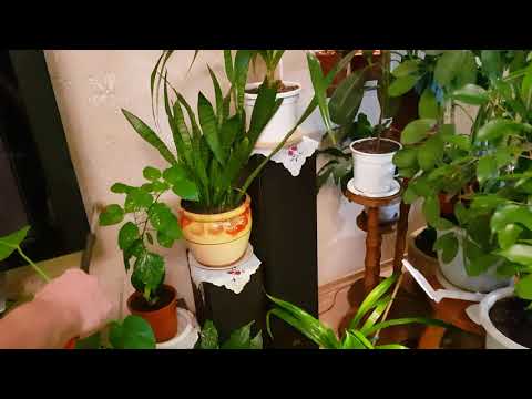 Видео: Уход за комнатными растениями. Опрыскивание часть-1.