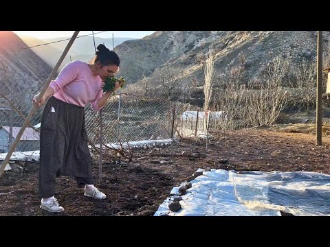 Видео: Посадка семян в горной деревне / Органическое земледелие с использованием семян предков