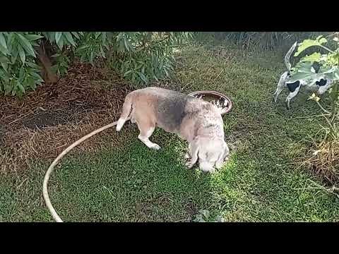 Видео: Бильбо супер!!!!👏🏼👏🏼👏🏼👏🏼