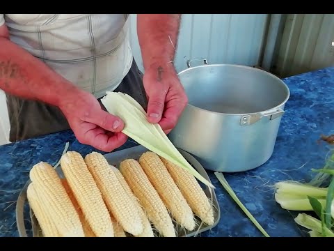 Видео: Как правильно варить сладкую кукурузу. Рецепт от Агро Земледелие.