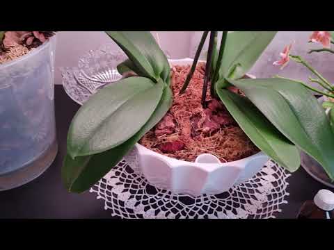 Видео: Превикур Энерджи для орхидей. Полезен или вреден?