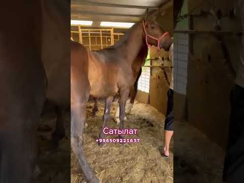 Видео: Ат сатылат +996 509 221 637
