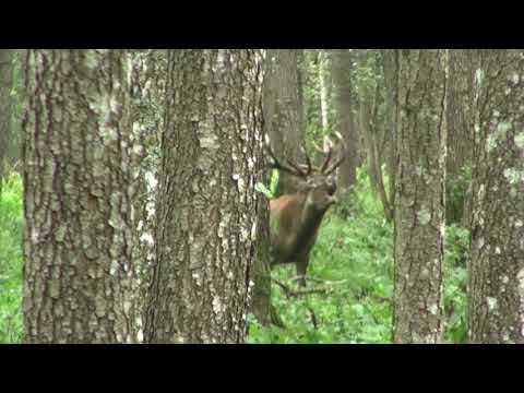 Видео: В поиске трофейного оленя