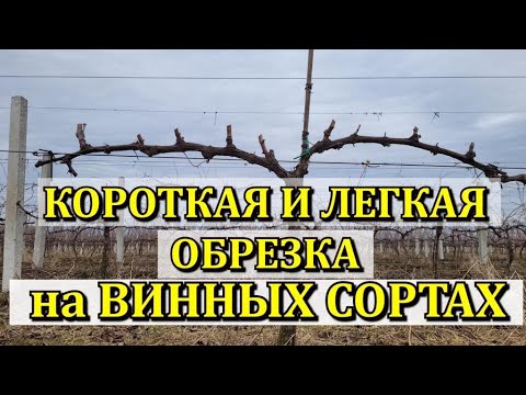 Видео: КОРОТКАЯ И ЛЕГКАЯ ОБРЕЗКА НА СУПЕР ВИННЫХ СОРТАХ