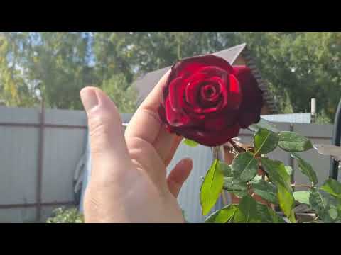 Видео: Уход за малиной и другими кустарниками🌳🪏🪚Болталка 🍔😉🦋#обзор 