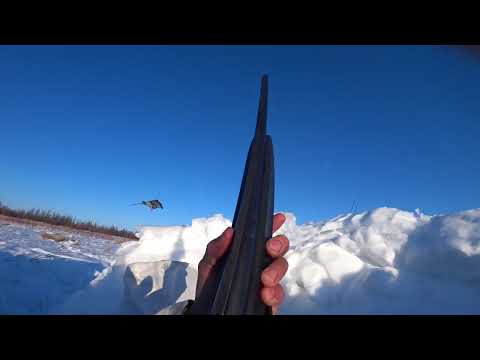 Видео: ЛУЧШАЯ ОХОТА НА ГУСЯ!!! Якутия, весна 2025 года.