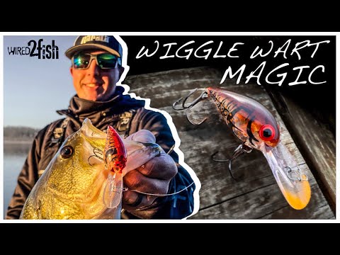 Видео: Как ловить окуня на бородавки