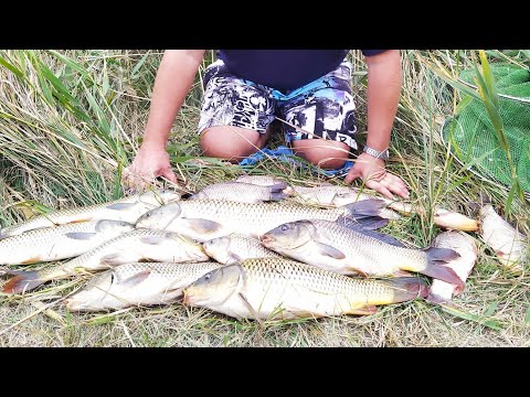 Видео: АМУРЫ
,КАРПЫ, КРУПНЫЙ КАРАСЬ НА МАКУШАТНИК.МНОГО РЫБ......