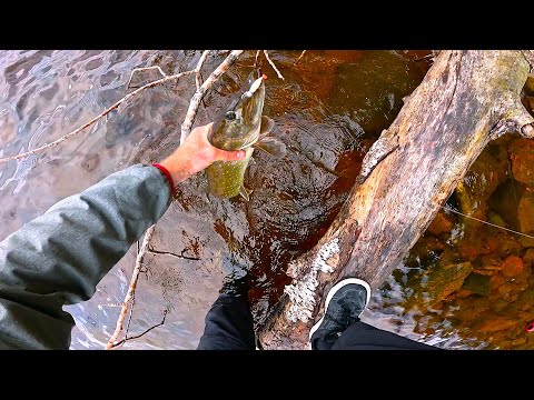 Видео: ГДЕ ИСКАТЬ ЩУКУ ОСЕНЬЮ?!?!? НАШЕЛ ВОЗЛЕ КОРЧА !!! УПАЛ В ВОДУ С ДЕРЕВА 2 РАЗА!😁🤣 #fishing