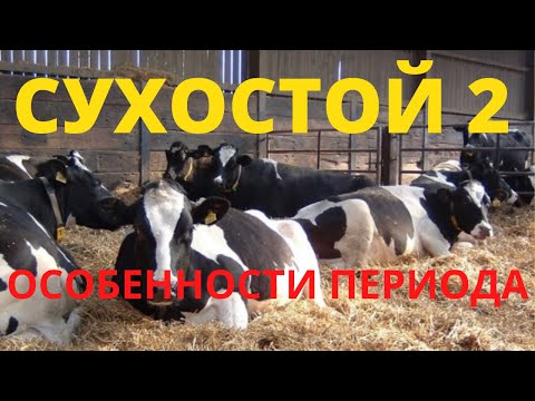 Видео: Сухостой 2. Особенности периода