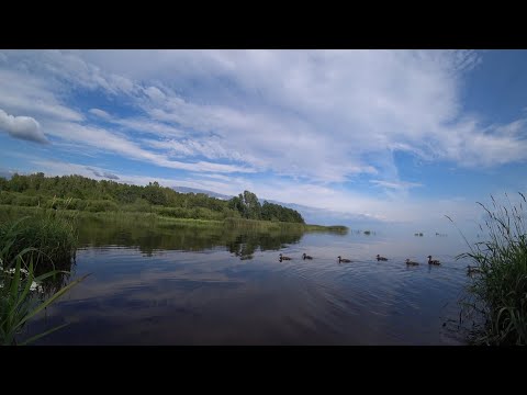 Видео: дропшот на минималках. Чёрная речка. Уклейка, елец, плотва.