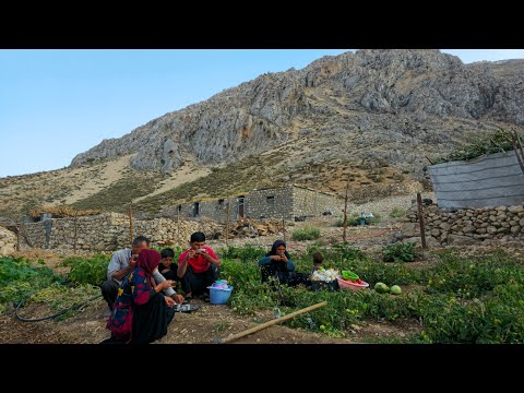 Видео: Кочевая жизнь ИРАНА | Сбор фруктов и посадка сена для кур Надером и его семьей🍅🫑🌶🧅