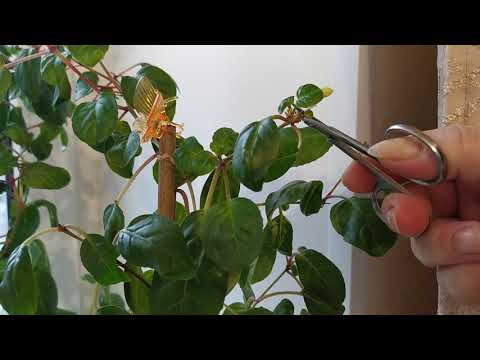 Видео: Фуксия в ноябре