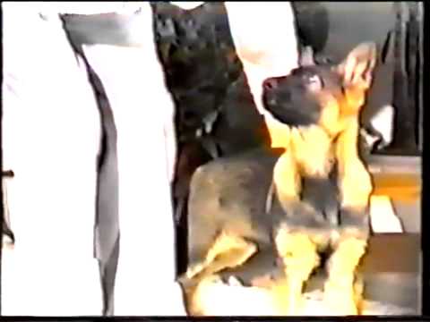 Видео: Экард Линд Правильные игры с собакой