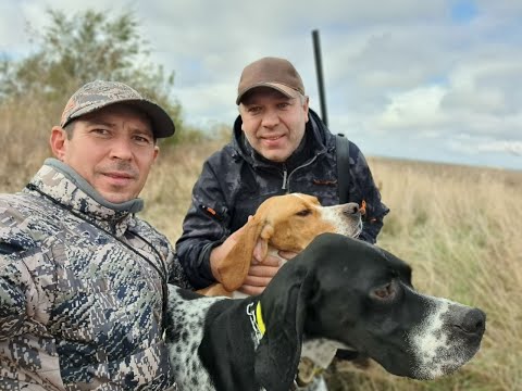 Видео: Охота с Английскими пойнтерами на фазана
