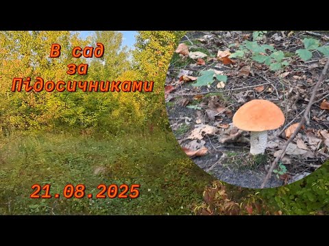 Видео: В сад по підосичники ч.3