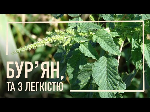 Видео: Як позбутися багаторічних бур'янів без морок?