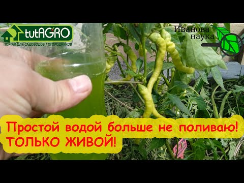 Видео: ТЕПЕРЬ ПОЛИВАЮ ТОЛЬКО ТАКОЙ ВОДОЙ! Труда столько же, а урожай гораздо больше и полезней!