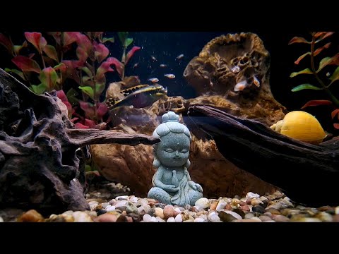 Видео: 🐠 Аквариумный релакс) Пельвикахромис пульхер ❤️