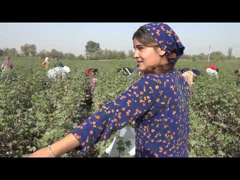 Видео: Кумак ба дехкон