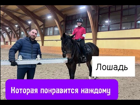 Видео: Конь, который понравится каждому