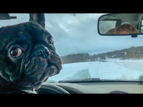 Видео: Попали в передрягу на дороге с французским бульдогом Олегом